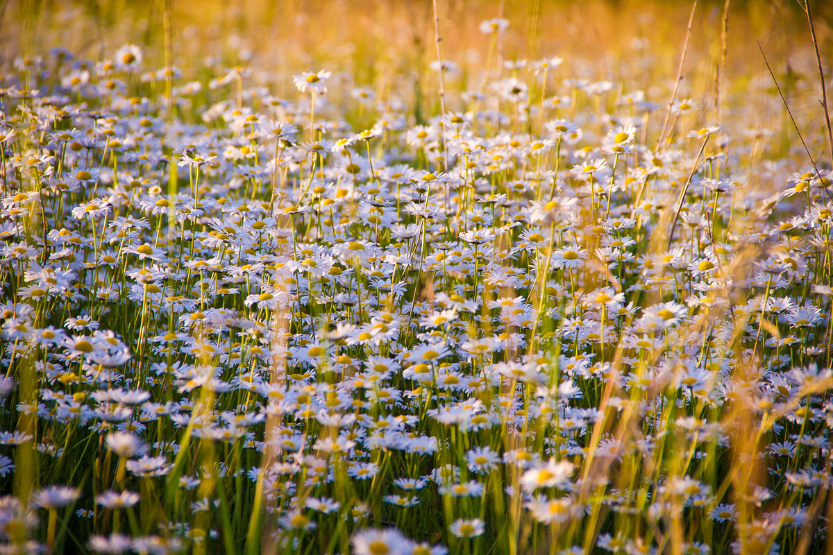 acrylic-print-a-field-full-of-camomile