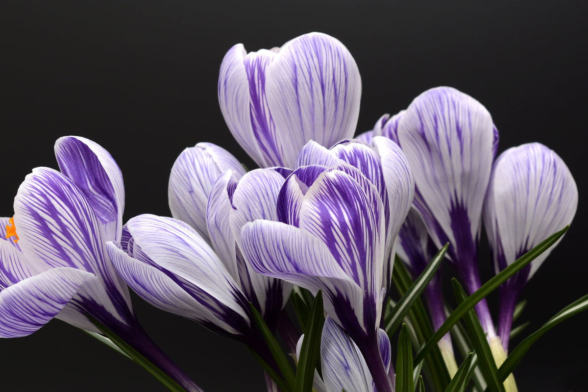 3-piece-canvas-print-the-crocus