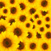 4-piece-canvas-print-a-bouquet-sunflower