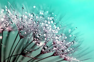 framedcanvas-print-macro-dandelion-p