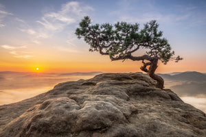 aluminium-print-old-pine-xqy