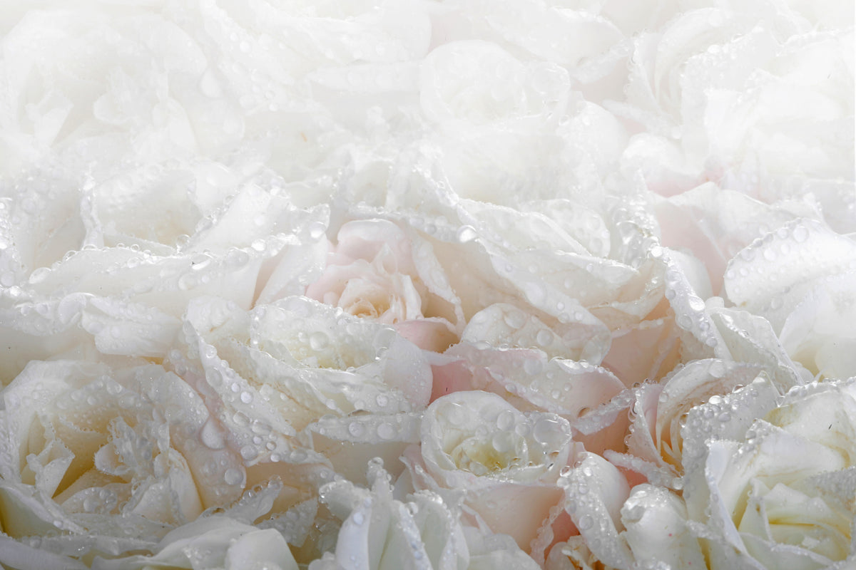 framedposter-print-white-roses-in-the-morning-dew