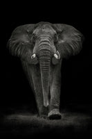 aluminium-print-ngorongoro-bull-x