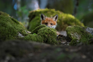 framedposter-print-curious-fox-x