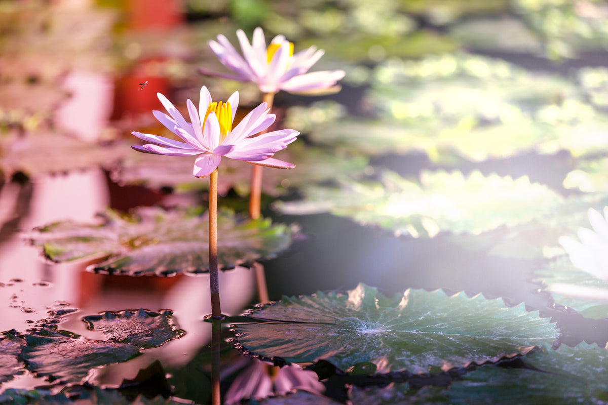 aluminium-print-lilies-in-pond