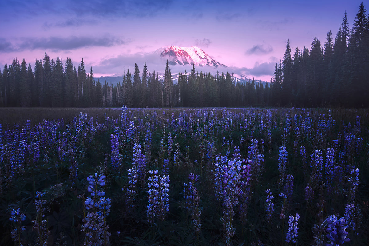 canvas-print-adam-s-lupine-x