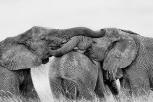 acrylic-print-elephant-playing-x