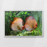 PS-060W040