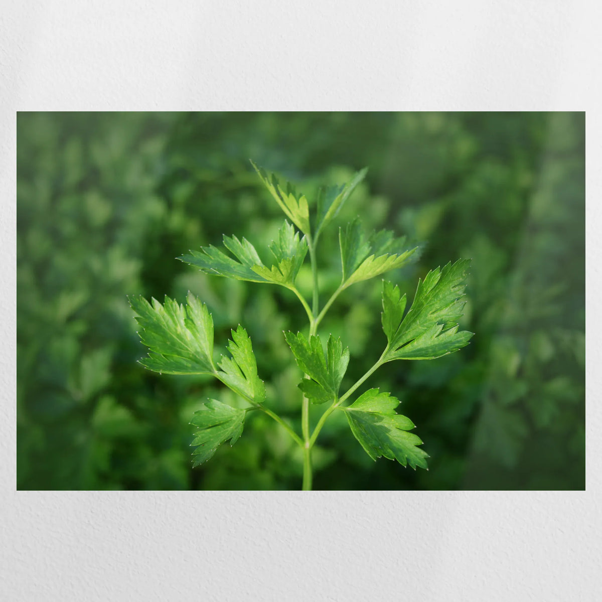 PO-120W080