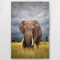 AL-050W075