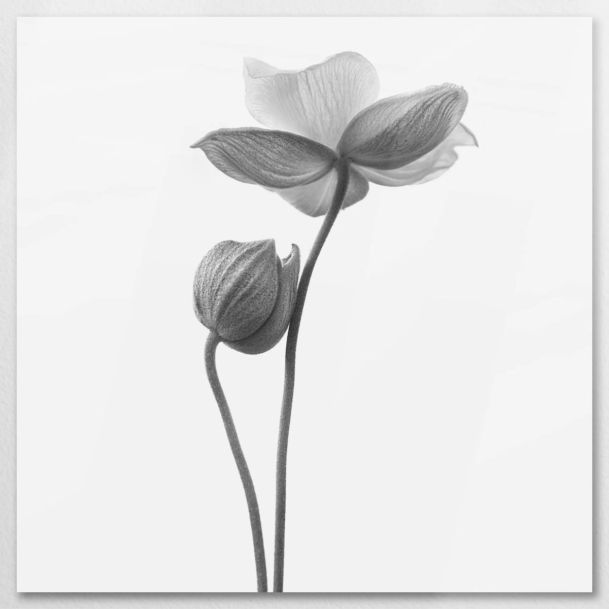 AL-070W070