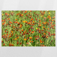 PO-045W030