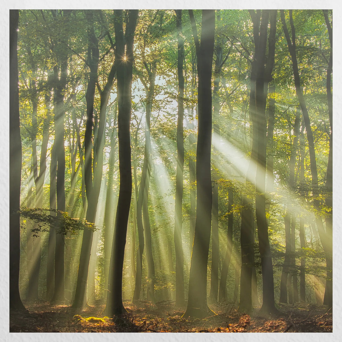 PO-040W040